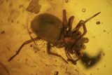mm Spider (Araneae) & Two Flies In Baltic Amber #123373-1